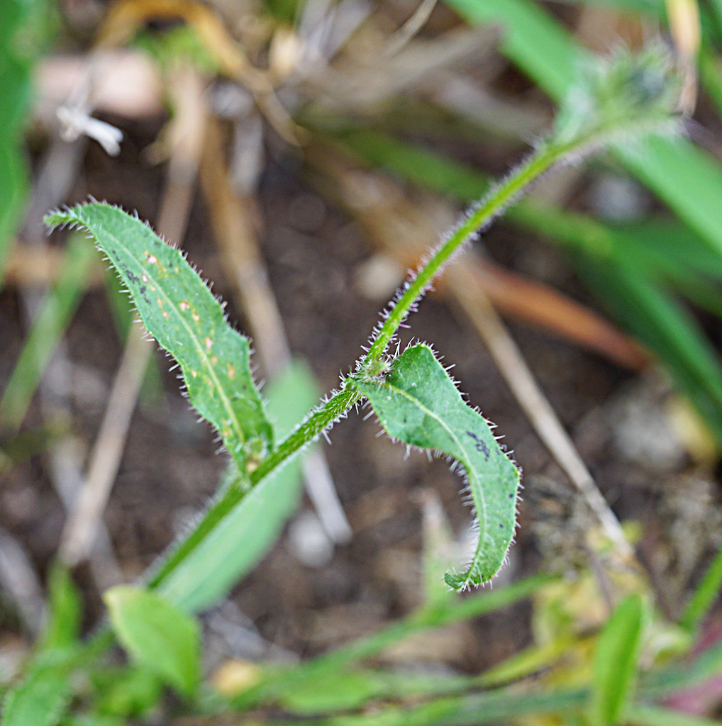 Aiuto determinazione - Asteraceae